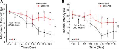 Neuropathic Injury–Induced Plasticity of GABAergic System in Peripheral Sensory Ganglia